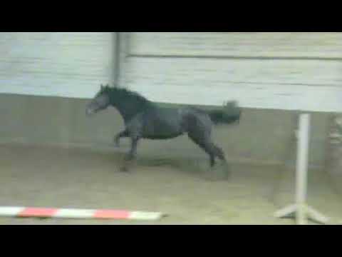 3-jährige Holsteiner Stute von Singulord Joter x Carolus