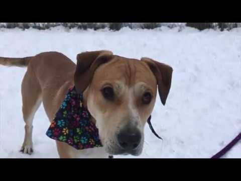 Grim, an adopted Hound Mix in Syracuse, NY_image-1