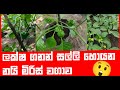 වැව්වොත් සල්ලි තමා How To Grow Scotch Bonnet Dark Green Plant Nai Mi