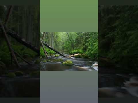 Georg Christoph Wagenseil - Symphonies, vol. 2