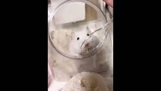 ペロペロハムスター