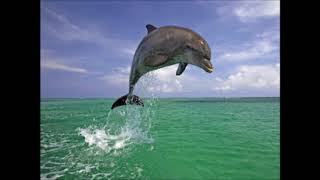 Here Comes Summer / The Dave Clark Five  by  Music Maker