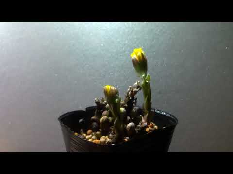 フキタンポポ茶:応用と効果 植物