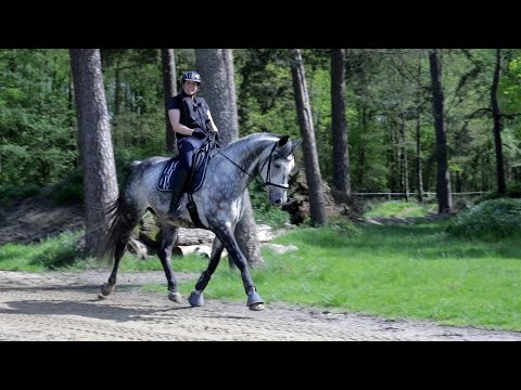 Pferd geht nicht vorwärts und bleibt bei jeder Gelegenheit stehen