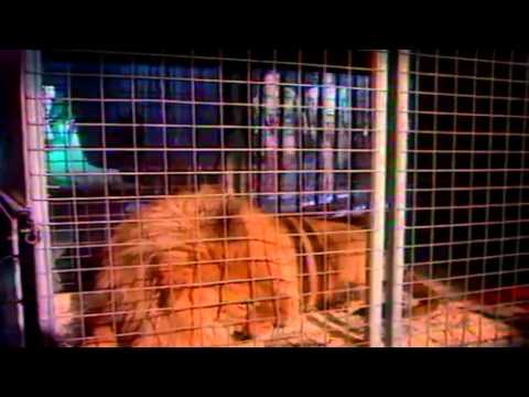 Tight Fit - The Lion Sleeps Tonight - HD