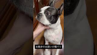 散歩のお誘いしてみた #ボストンテリア