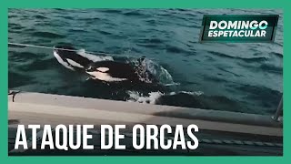 Veleiro de casal de brasileiros é atacado por um grupo de orcas no litoral de Portugal