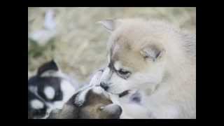 Unbelievable By Josh Gracin - NEW LINK IN DESCRIPTION