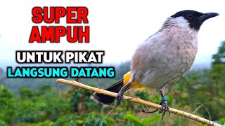 Download lagu Suara Burung Kutilang Paling Gacor Ampuh Untuk Pikat No 1 mp3