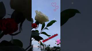 Una Miradita.  Los Temerarios