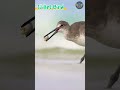Willet Bird Catching Crab #nature #cutebirds #birdlovers #shorts #wildbirds #birdcalling
