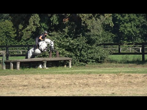 Django, v. Del Piero - Fernet, DR, Hengst, gekört * 2019