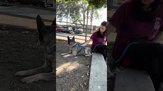 Video preview image #1 Mutt Puppy For Sale in Pasadena, CA, USA