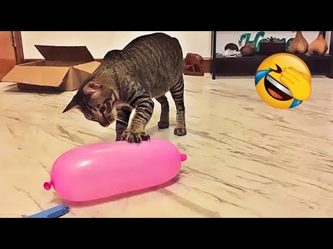 Essayer De Ne Pas Rire 😂 Vidéos d'Animaux les plus Drôles 😹🐶 Partie 4