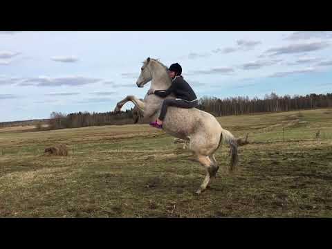 Elegance, thank you for 2017!