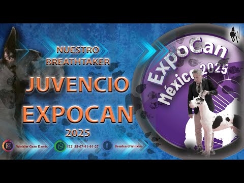 CRIADERO DE GRAN DANÉS: EXPOCAN 2025 CON NUESTR0S JUVENCIO EN SU DEBUT EN EXPOSICIONES!!