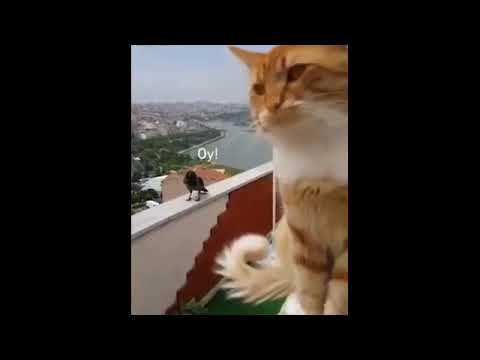 Cat and crow talking video ❤️❤️❤️#cat