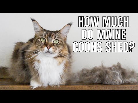 How Much Do Maine Coons Shed?