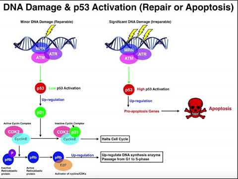 The DNA Damage Response | Repair the DNA or Commit Apoptosis?