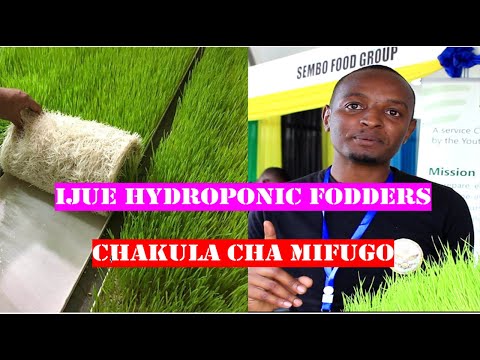 , title : 'Jinsi ya kuotesha/kulima hydroponic fodders Tanzania kama chakula mbadala cha mifugo'