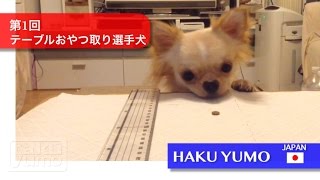 【愛犬】第1回 テーブルおやつ取り選手犬【ゆっくり】#toyota_dog_おねだり