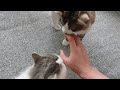 No Don T Bite Me