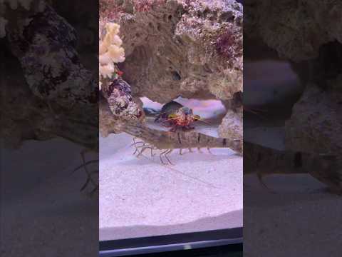 Mantis shrimp vs pistol shrimp👊