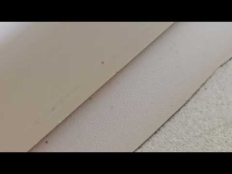 Bilco Door Covered with Clover Mites in Mantoloking, NJ