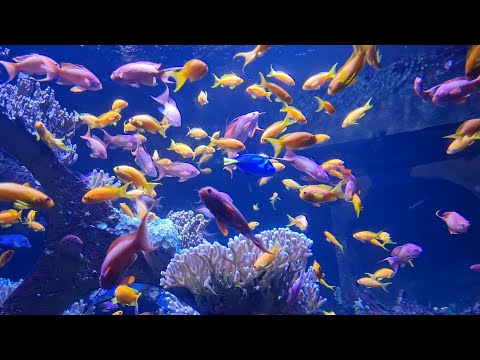 Nausicaá - The Biggest Aquarium In Europe