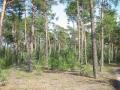 Märkische Heide, märkischer Sand 