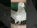 Silver Eye silver colour Indian pigeon