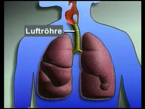 Der Mensch: Die Atmung
