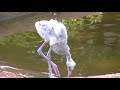 Zoo Tales Baby Flamingo Born At The Zoo