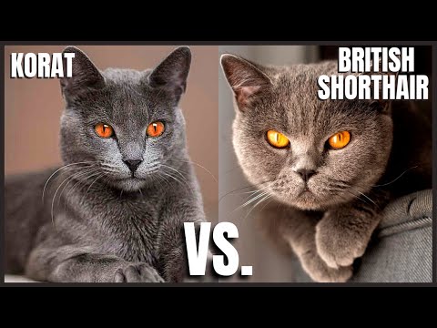 Korat Cat VS. British Shorthair Cat