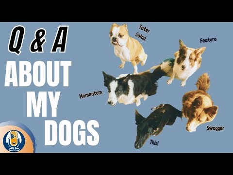Q&A: "Naughty Dogs", Dog Training Classes, Dogs In Heat And More #116