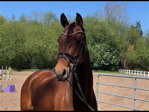 FÜRSTIN FRIEDA 5j. v. Fürst Belissaro - Statesman 15.000 Euro