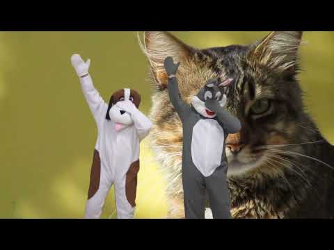 O MAÇOK ÇAMAROK - Piciruku TV