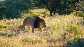 The 3 Lions: From Savanna Kings to Ocean Invaders