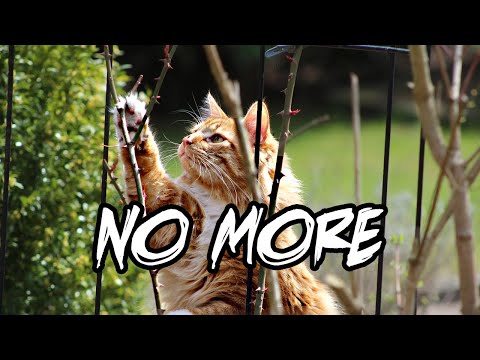 How to Keep Cats Out of Your Garden 😾 My Controversial Opinion