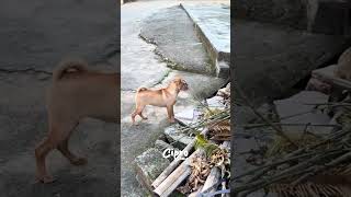 El perro más inteligente del mundo 🫢 #viralvideo