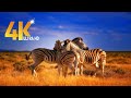 4k Amazing African Zebra Wildlife Footage It S Very Beautiful Animal