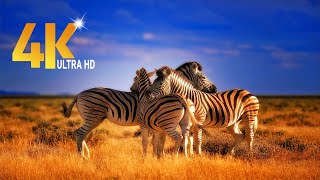 4k Amazing African Zebra Wildlife Footage  It’s 