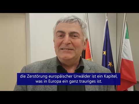 Schützt Europas Urwälder wie die Karpaten