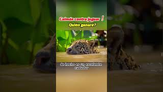Caimán contra jaguar！ Quién ganará?    #Jaguar #Caimán #AnimalesSalvajes #Depredadores #naturaleza