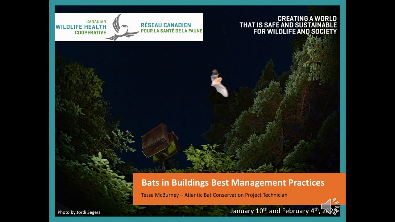 Bats in Buildings Workshop Part 1 - Introduction & Getting to know bats