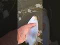 Video Thumbnail for Catch and release #shorts #fishing #riverfishing