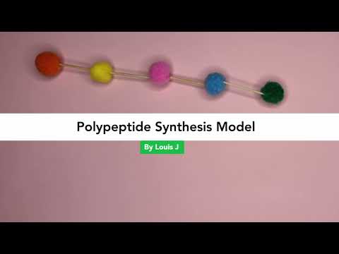 HSC Biology - Band 6 Polypeptide  Synthesis Model