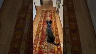 Video preview image #1 Miniature Schnauzer-Unknown Mix Puppy For Sale in Lenoir, NC, USA