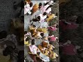 Beautiful Goura Devi Yatra