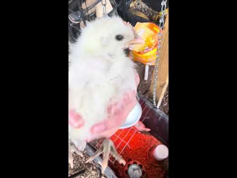 Zombie Chickens Update! 